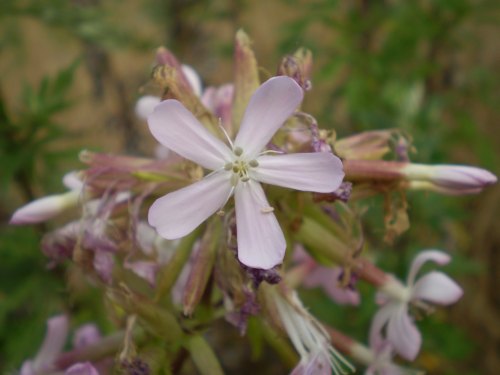 Saponaria officinalis / Saponaria comune