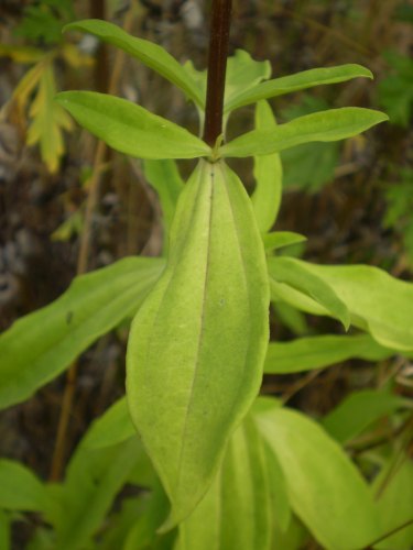 Saponaria officinalis / Saponaria comune