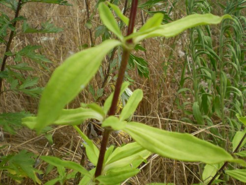 Saponaria officinalis / Saponaria comune