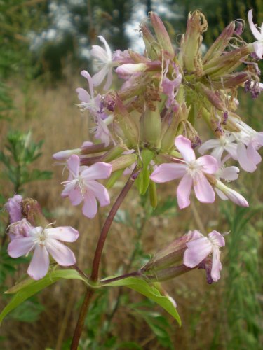 Saponaria officinalis / Saponaria comune