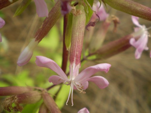 Saponaria officinalis / Saponaria comune