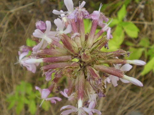 Saponaria officinalis / Saponaria comune