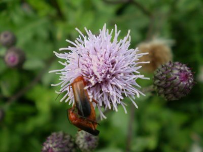 Cirsium arvense