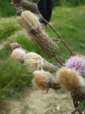 Cirsium arvense