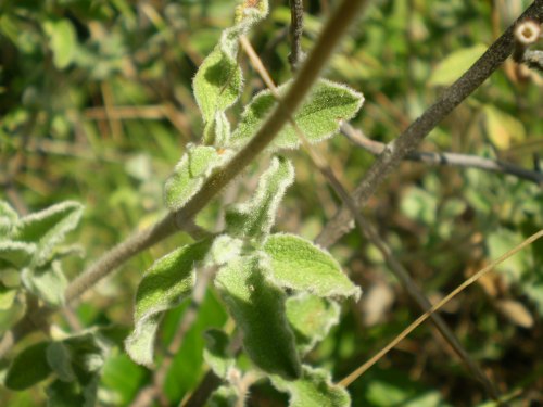 frutti di Cistus ? C. creticus ssp. eriocephalus