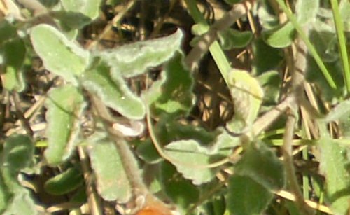 frutti di Cistus ? C. creticus ssp. eriocephalus