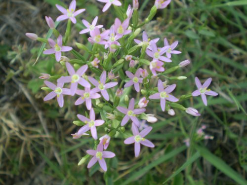 cfr. Centaurium pulchellum