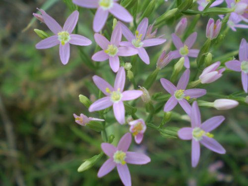 cfr. Centaurium pulchellum