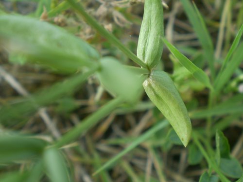 cfr. Centaurium pulchellum