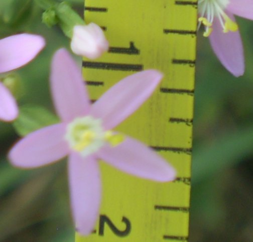 cfr. Centaurium pulchellum