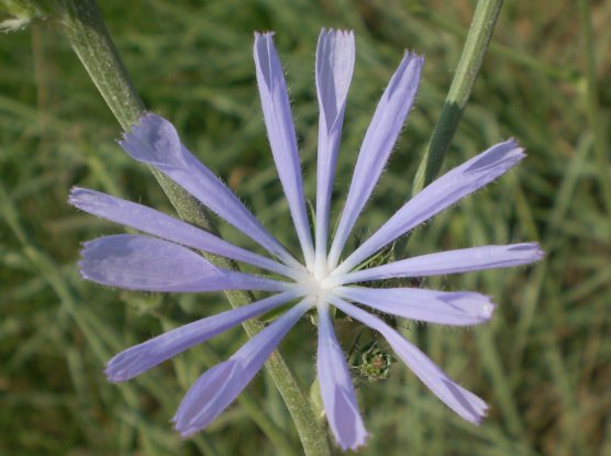 Cichorium intybus, lusus naturae