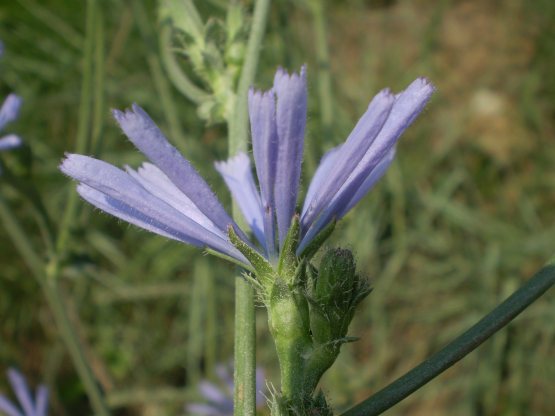 Cichorium intybus, lusus naturae