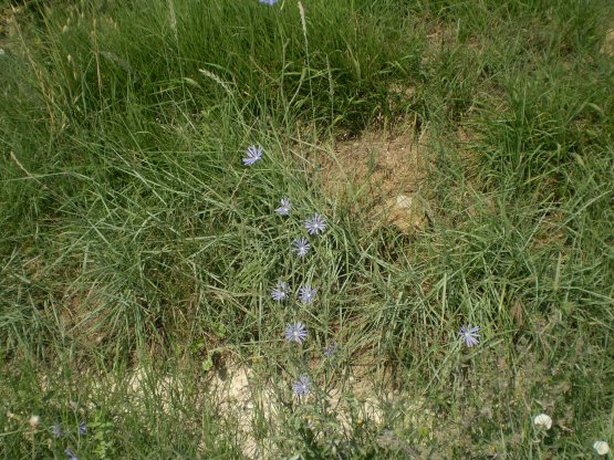 Cichorium intybus, lusus naturae