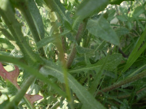 Cichorium intybus, lusus naturae