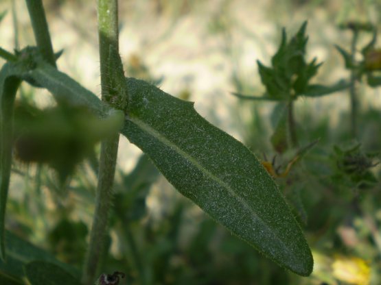 Cichorium intybus, lusus naturae