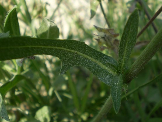 Cichorium intybus, lusus naturae