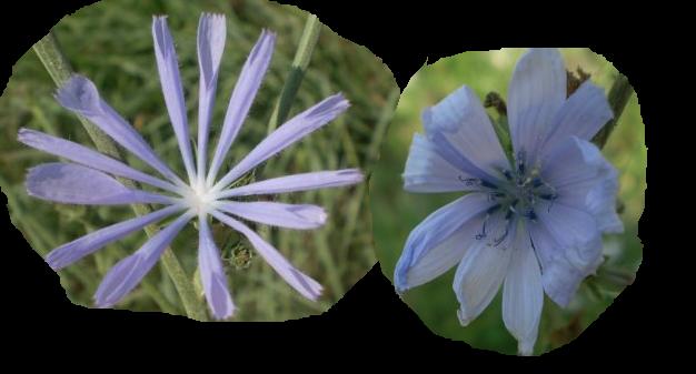 Cichorium intybus, lusus naturae