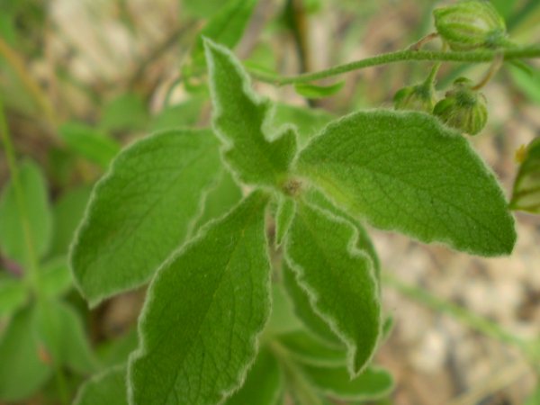 Cistus creticus ssp. eriocephalus