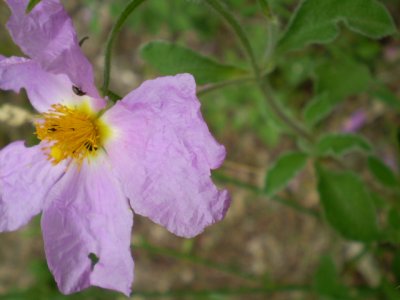 Cistus creticus ssp. eriocephalus