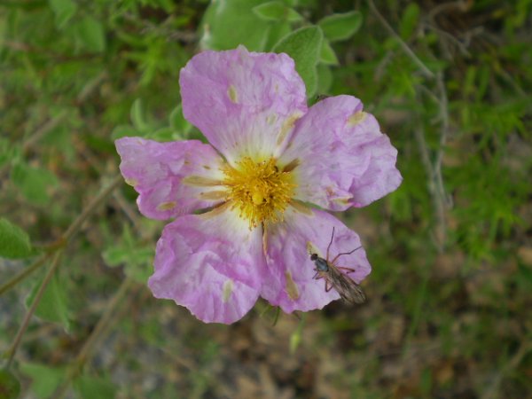 Cistus creticus ssp. eriocephalus