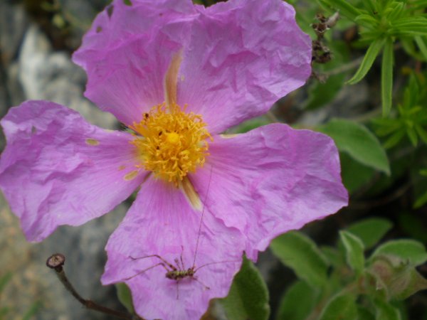 Cistus creticus ssp. eriocephalus