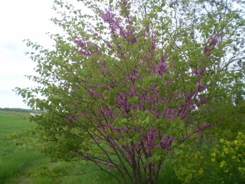 Cercis siliquastrum