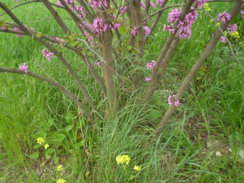 Cercis siliquastrum