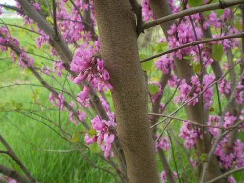 Cercis siliquastrum