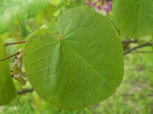 Cercis siliquastrum