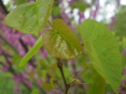 Cercis siliquastrum