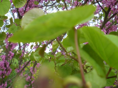 Cercis siliquastrum