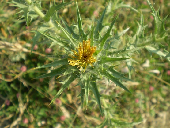 Carthamus lanatus