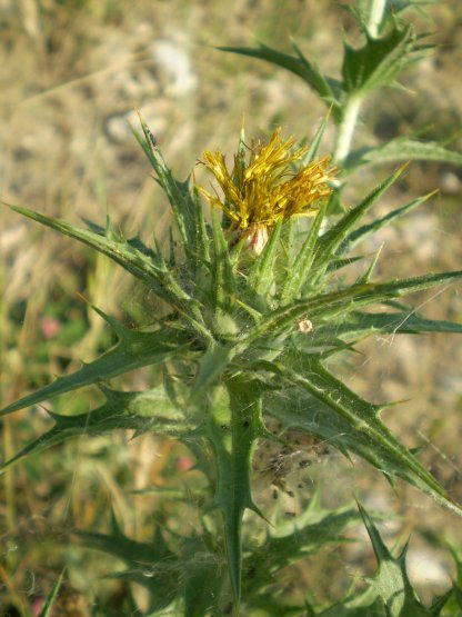 Carthamus lanatus