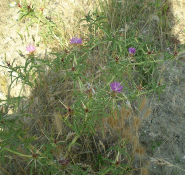 Centaurea calcitrapa