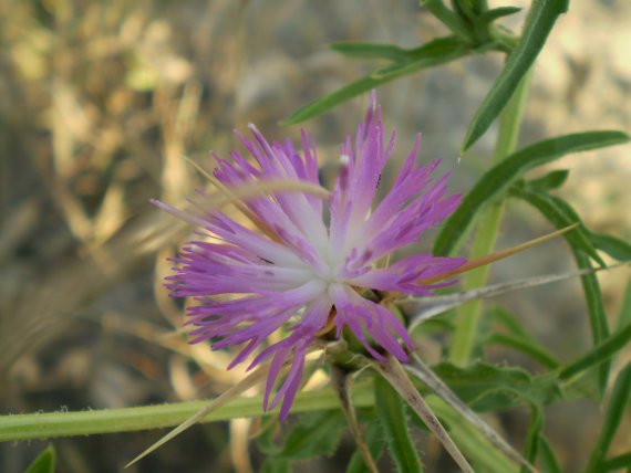 Centaurea calcitrapa