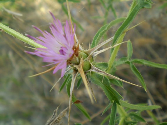 Centaurea calcitrapa