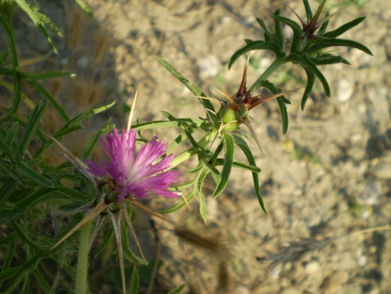 Centaurea calcitrapa