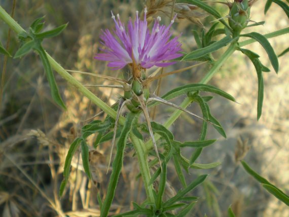 Centaurea calcitrapa