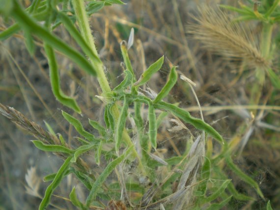 Centaurea calcitrapa