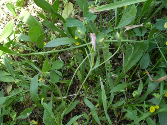 Convolvulus cantabrica