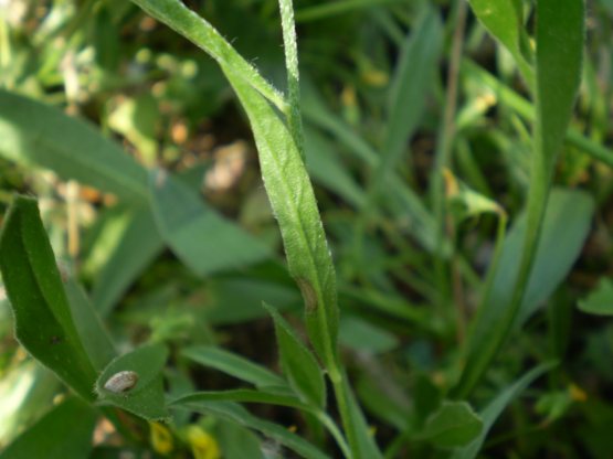 Convolvulus cantabrica