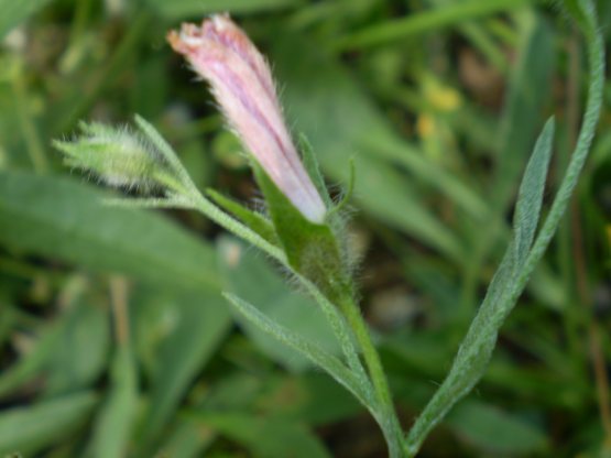 Convolvulus cantabrica