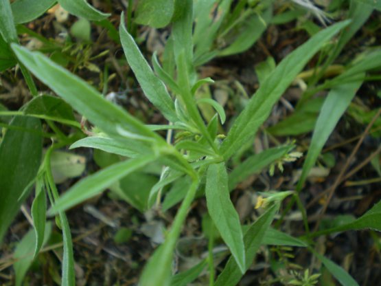 Convolvulus cantabrica