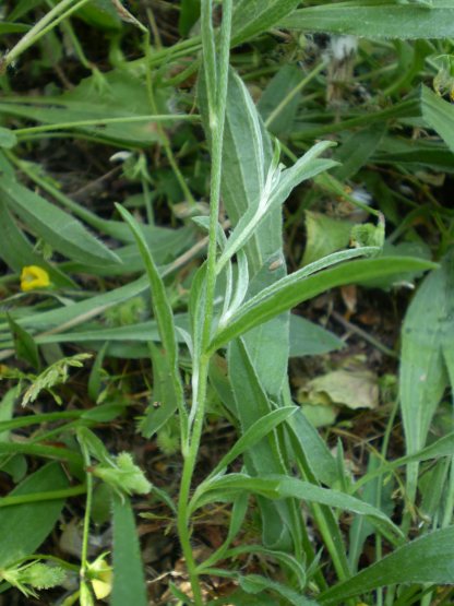 Convolvulus cantabrica