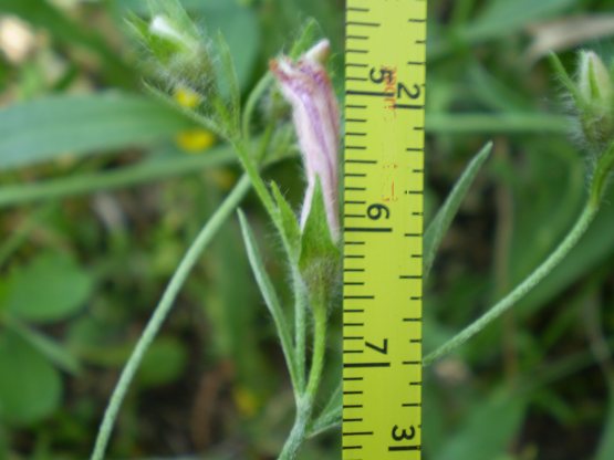 Convolvulus cantabrica