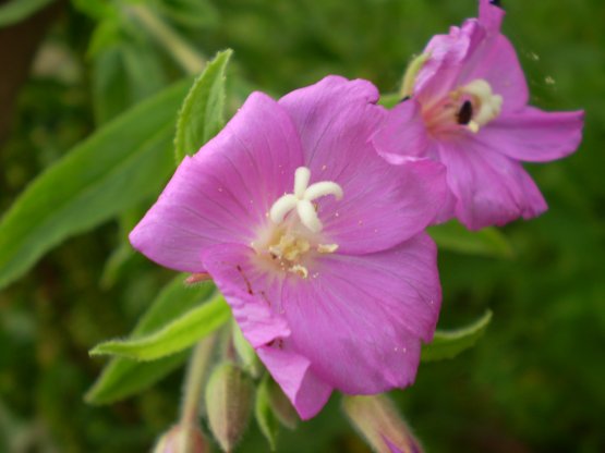 Epilobium hirsutum