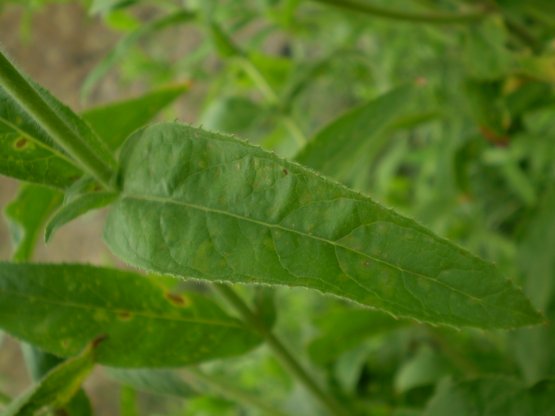 Epilobium hirsutum