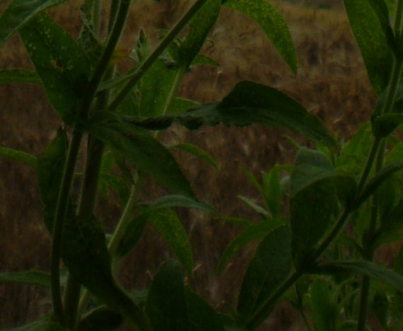 Epilobium hirsutum