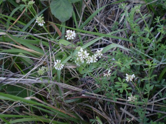 Lotus dorycnium (=Dorycnium pentaphyllum) / Trifoglino legnoso