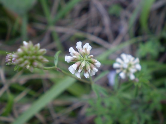 Lotus dorycnium (=Dorycnium pentaphyllum) / Trifoglino legnoso